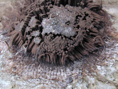 Image of Stemonitis fusca