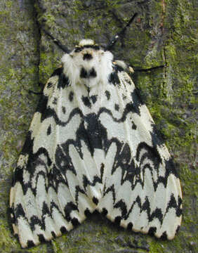 Image of Black Arches