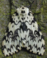 Image of Black Arches