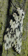 Image of Black Arches