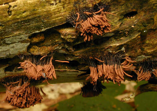 Image of Stemonitis axifera