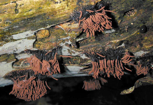 Image of Stemonitis axifera