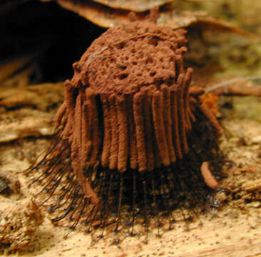 Image of Stemonitis axifera