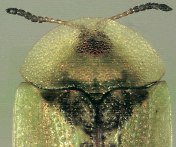Sivun Cassida (Cassida) vibex Linnaeus 1767 kuva