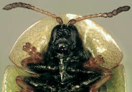 Image of Cassida (Cassida) vibex Linnaeus 1767