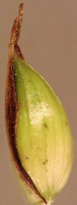 Image of Greater Pond-Sedge