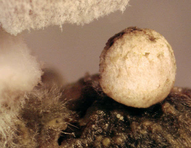 Image of Coprinopsis kubickae (Pilát & Svrček) Redhead, Vilgalys & Moncalvo 2001