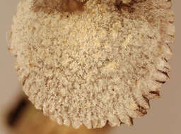 Image of Coprinopsis kubickae (Pilát & Svrček) Redhead, Vilgalys & Moncalvo 2001