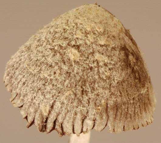 Coprinopsis kubickae (Pilát & Svrček) Redhead, Vilgalys & Moncalvo 2001的圖片