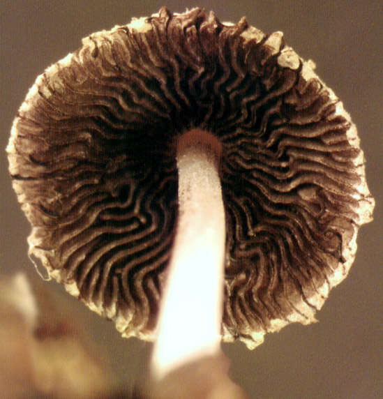 Image of Coprinopsis kubickae (Pilát & Svrček) Redhead, Vilgalys & Moncalvo 2001