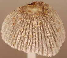 Coprinopsis kubickae (Pilát & Svrček) Redhead, Vilgalys & Moncalvo 2001的圖片