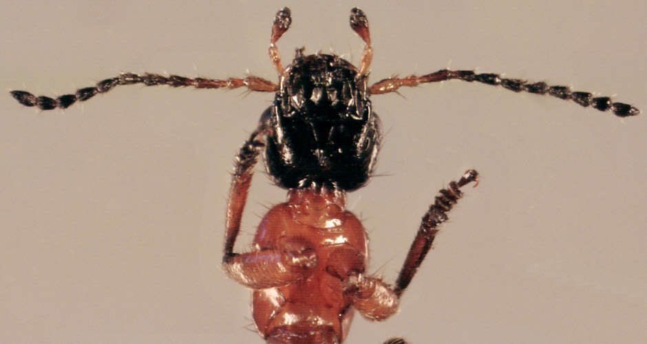 Image of Paederus (Paederus) riparius (Linnaeus 1758)