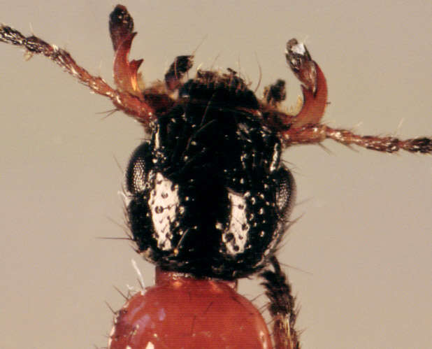Image of Paederus (Paederus) riparius (Linnaeus 1758)