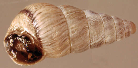 Image of Pointed snail