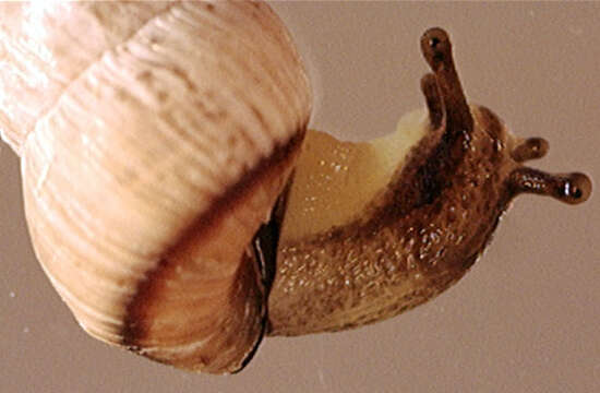 Image of Pointed snail