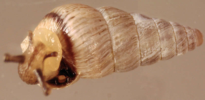 Image of Pointed snail