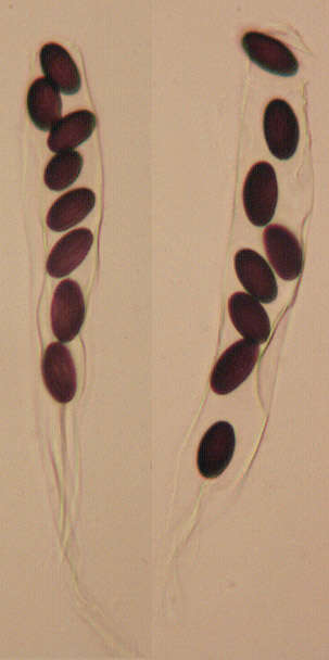 Image of Ascobolus albidus P. Crouan & H. Crouan 1858