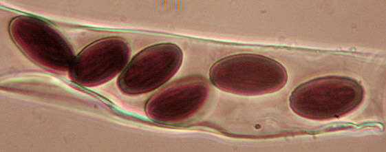 Ascobolus albidus P. Crouan & H. Crouan 1858的圖片