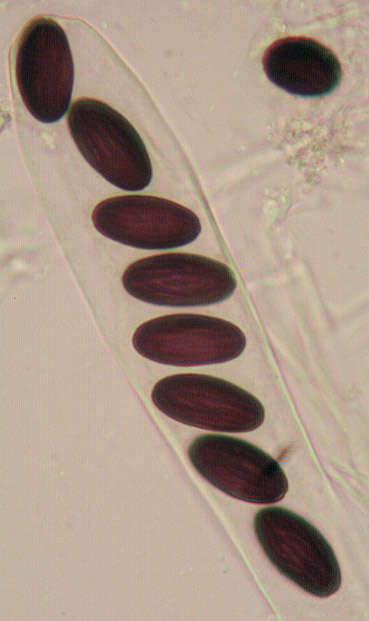Image of Ascobolus