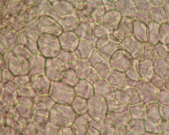 Image of Ascobolus albidus P. Crouan & H. Crouan 1858