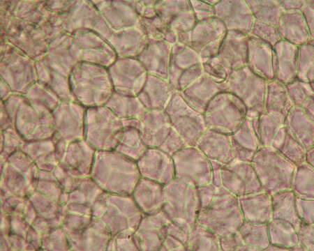 Ascobolus albidus P. Crouan & H. Crouan 1858的圖片