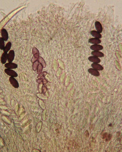 Image of Ascobolus albidus P. Crouan & H. Crouan 1858