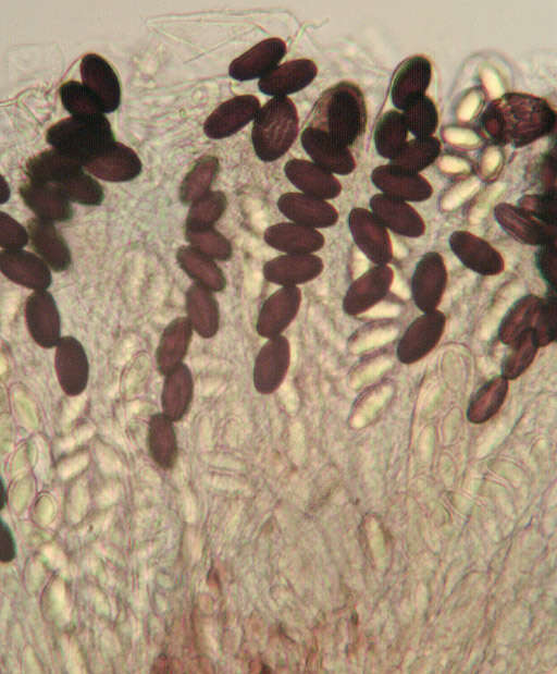 Image de Ascobolus albidus P. Crouan & H. Crouan 1858