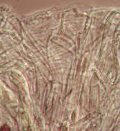 Image of Ascobolus albidus P. Crouan & H. Crouan 1858