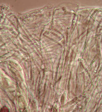 Image de Ascobolus albidus P. Crouan & H. Crouan 1858