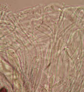 Ascobolus albidus P. Crouan & H. Crouan 1858的圖片