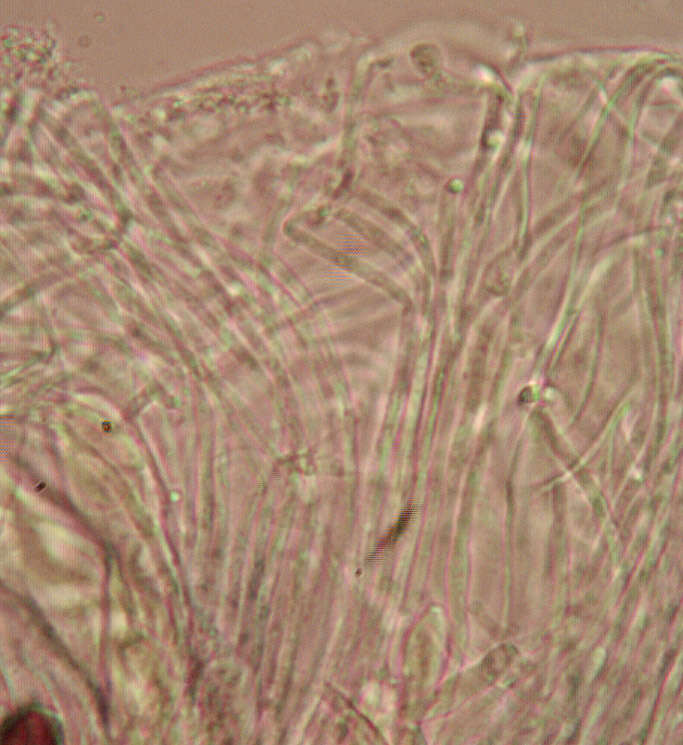 Image de Ascobolus albidus P. Crouan & H. Crouan 1858