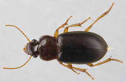 Ophonus (Metophonus) rufibarbis (Fabricius 1792) resmi