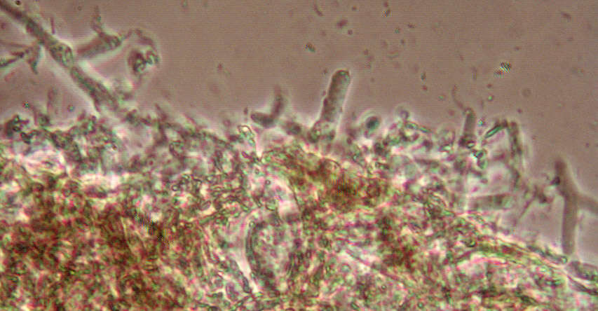 Image of Coprinopsis kubickae (Pilát & Svrček) Redhead, Vilgalys & Moncalvo 2001