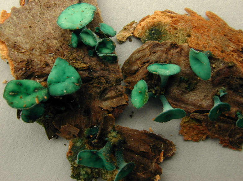 Image of Chlorociboria aeruginascens (Nyl.) Kanouse ex C. S. Ramamurthi, Korf & L. R. Batra 1958