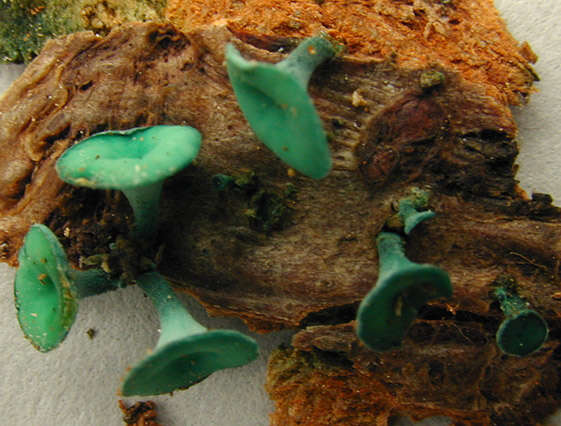 Image de Chlorociboria aeruginascens (Nyl.) Kanouse ex C. S. Ramamurthi, Korf & L. R. Batra 1958