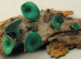 Image de Chlorociboria aeruginascens (Nyl.) Kanouse ex C. S. Ramamurthi, Korf & L. R. Batra 1958