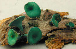 Image de Chlorociboria aeruginascens (Nyl.) Kanouse ex C. S. Ramamurthi, Korf & L. R. Batra 1958