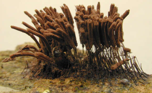 Image of Stemonitis axifera