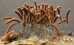 Image of Stemonitis axifera