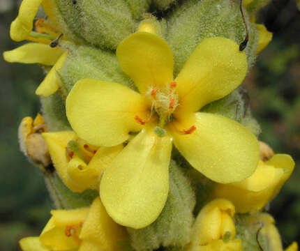 Image of Great Mullein