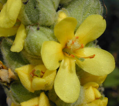 Image of Great Mullein