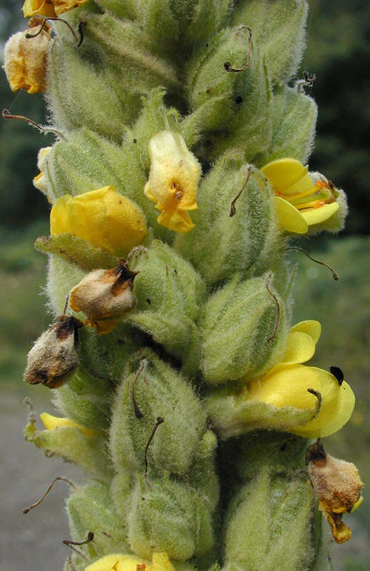 Слика од Verbascum thapsus L.