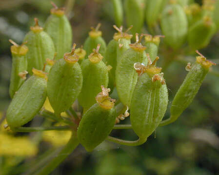 Imagem de Pastinaca sativa L.