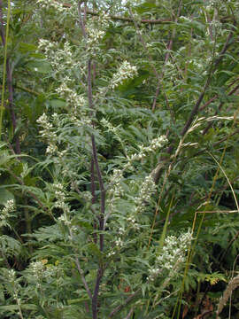 Image of common wormwood