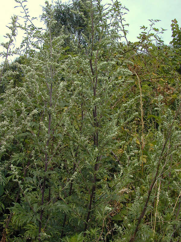 Image of common wormwood