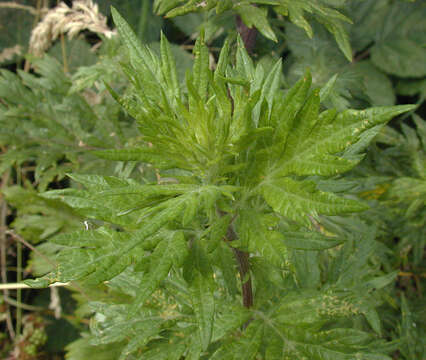 Image of common wormwood