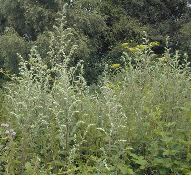 Image of common wormwood