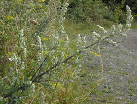 Image of common wormwood