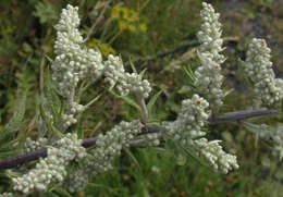 Image of common wormwood