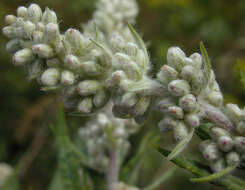 Image of common wormwood